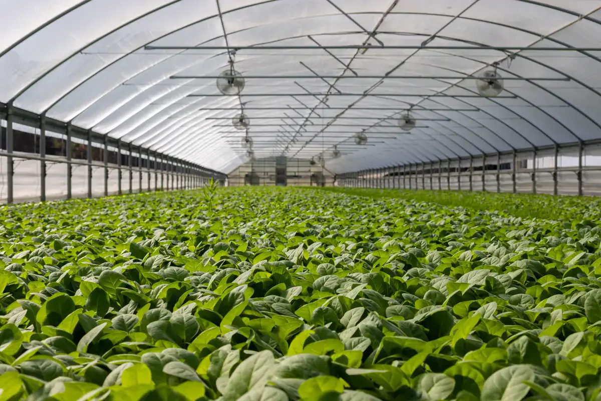 Rows of crops growing in a commercial greenhouse