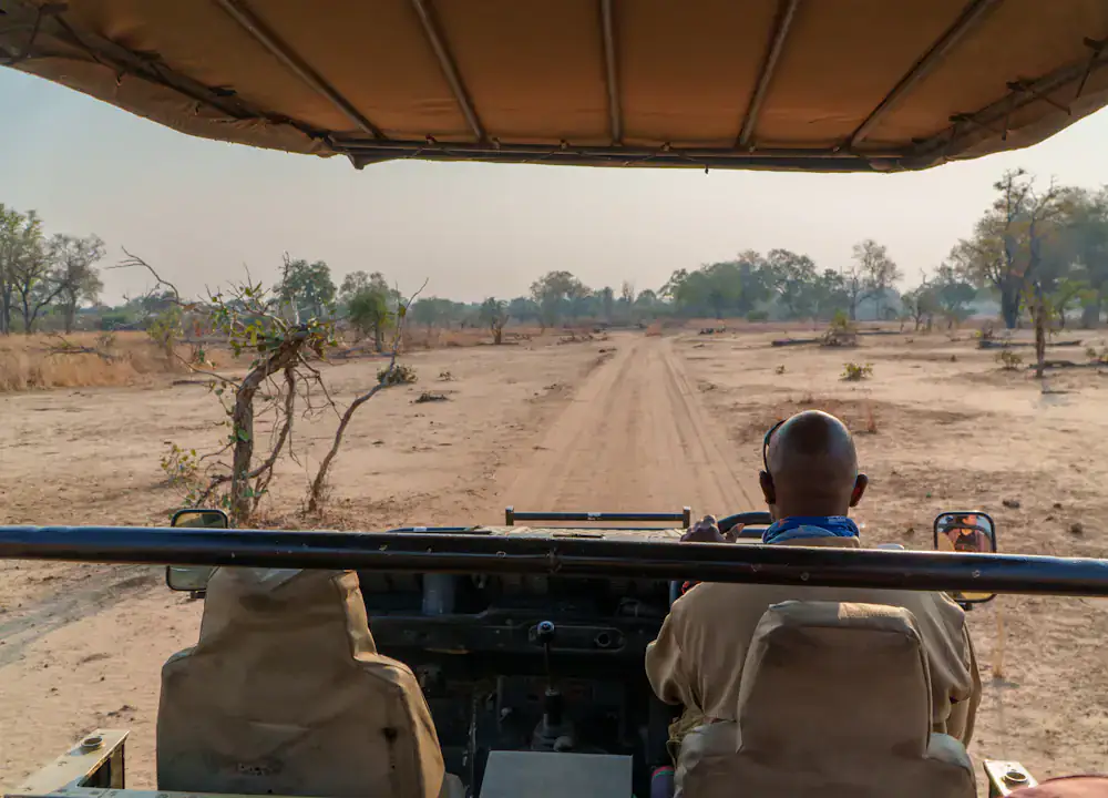 Guide driving a safari vehicle along a field route; illustrative tourism photography